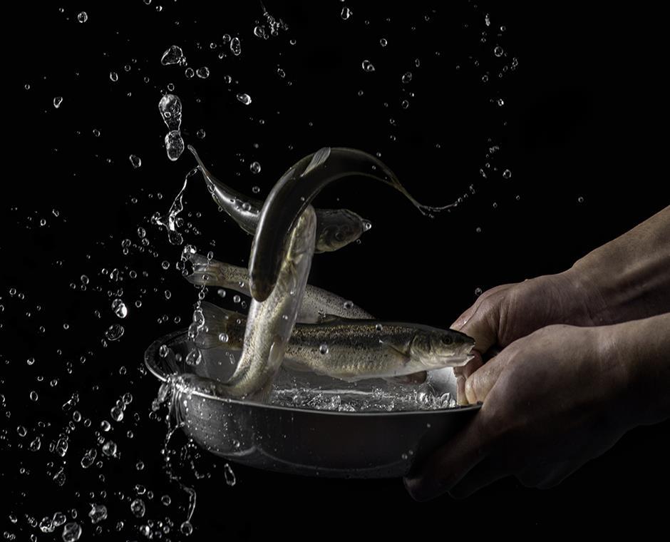 柳根鱼（长白山冷水鱼）